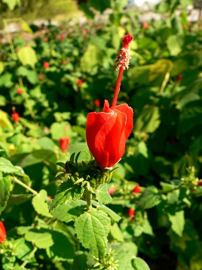 {Malvaviscus drummondii}